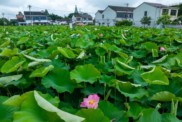 在海曙，遇见“夏、雨、荷”